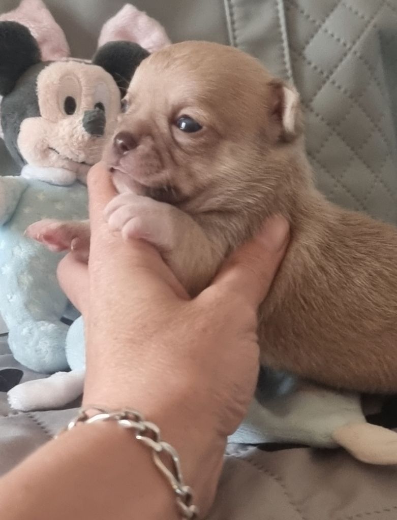 Vanessa Henry - Chiot disponible  - Chihuahua