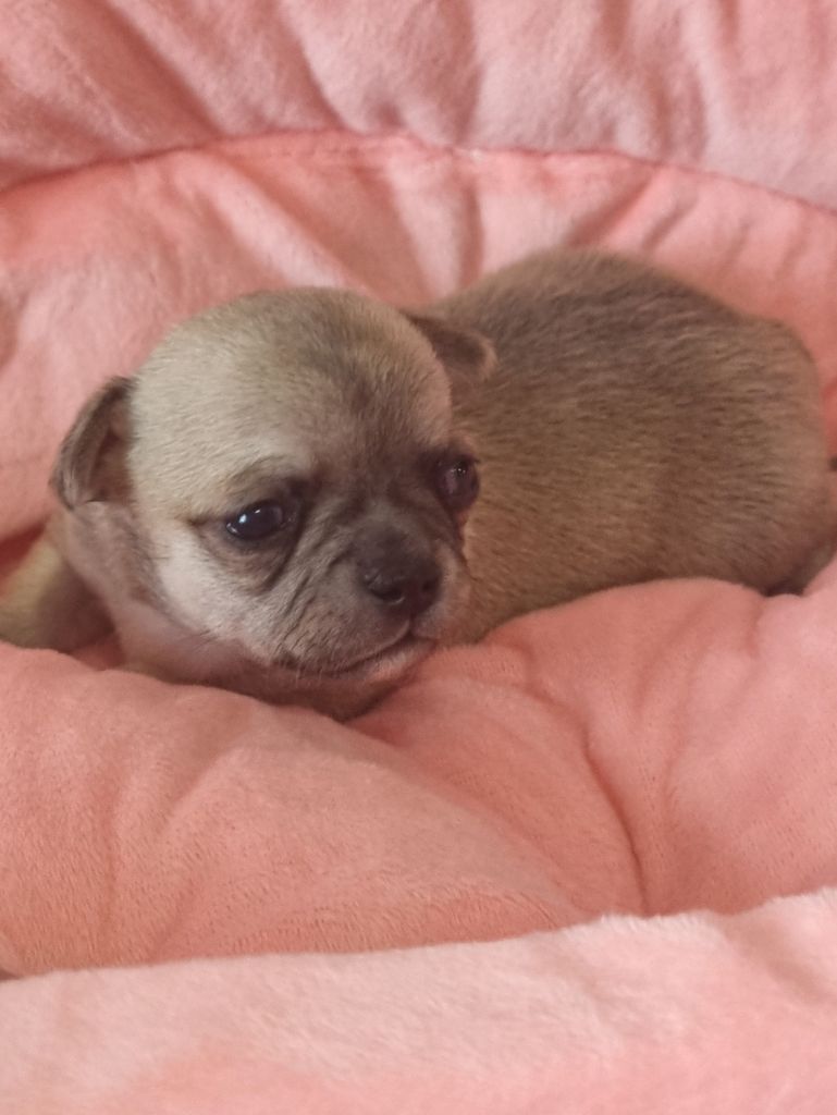 Vanessa Henry - Chiot disponible  - Chihuahua
